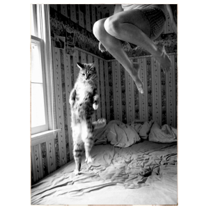 Bounce With Your Cat