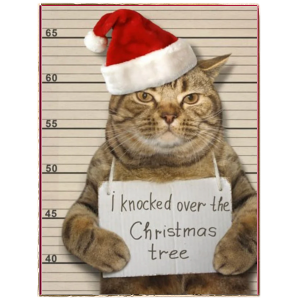 Bad Cat