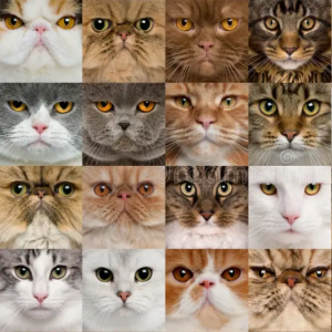 Cat Tarty Favors - 50