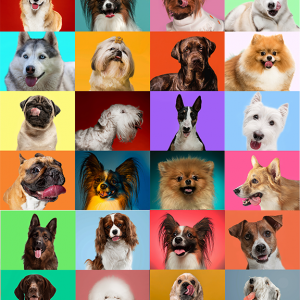 Dog Tarty Favors - 25