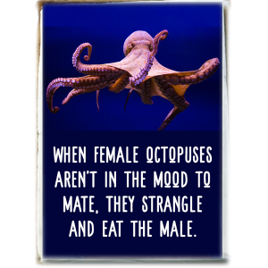 Octopus Says No Means No